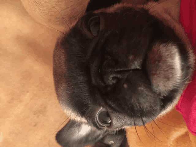 a close up of a pug dog 's face looking up
