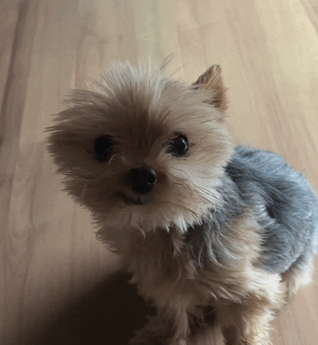 a small dog looking at the camera on a wooden surface