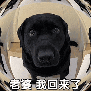 a black dog is sitting in front of a mirror with chinese writing on it