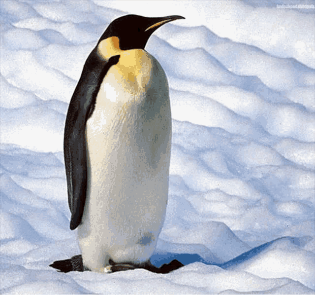 a penguin is standing on a snowy surface with a watermark that says ' penguins ' on the bottom