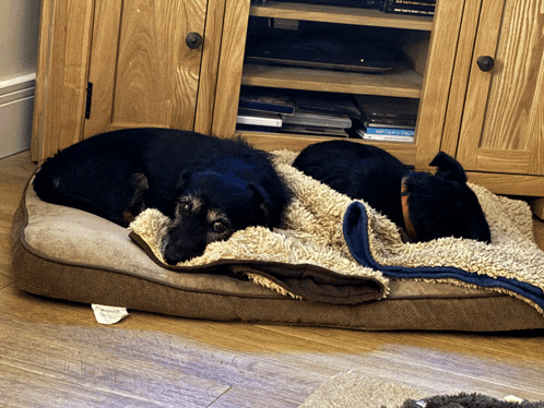 two dogs are laying on a dog bed with a blanket on top