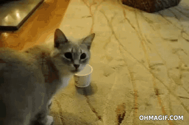 4 GIF - Cat Cup Stuck GIFs