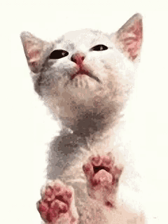 a white cat is looking up at the camera with its paws up .