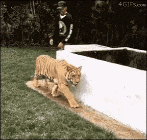 Tiger Startled GIF - Tiger Startled Jump GIFs