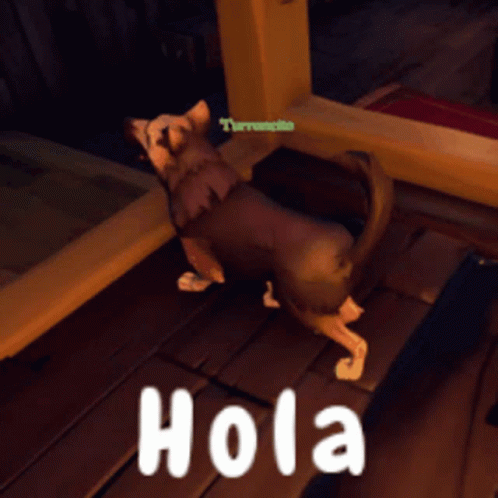 Hola Dog GIF - Hola Dog Perro GIFs