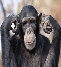 a chimpanzee is covering his eyes with his hands and looking at the camera .