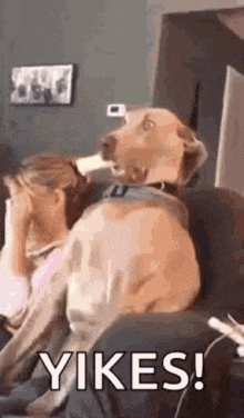 a dog is sitting on a couch next to a woman who is holding her head .