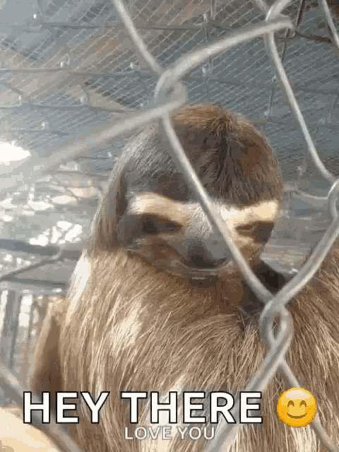 a sloth in a cage with the words hey there love you on the bottom
