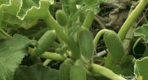 This Is A Cucumber Spreads Its Seed GIF - Cucumber Seed Spread GIFs