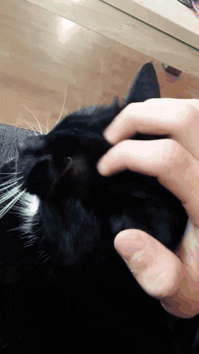 a person petting a black cat 's head with their fingers