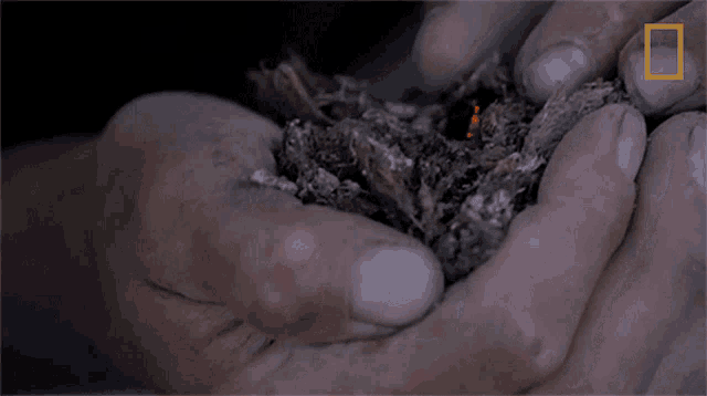 a person is holding a pile of coals with a national geographic logo in the background