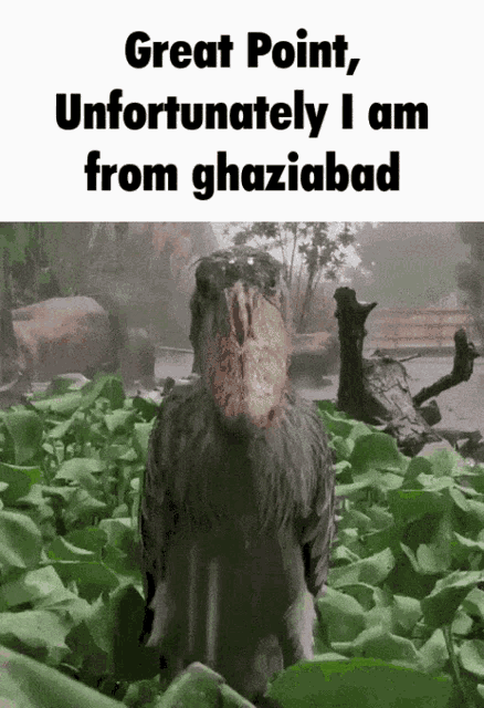 Ghaziabad Shoebil GIF - Ghaziabad Shoebil GIFs