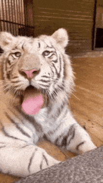 Tiger Yawn GIF - Tiger Yawn Big Cats GIFs