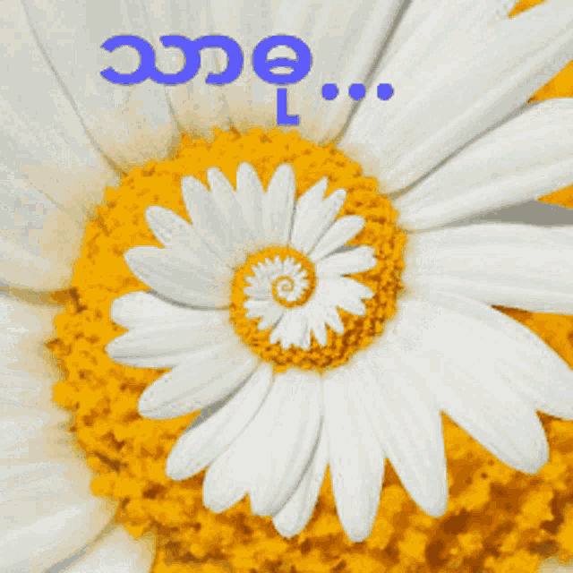 a close up of a white and yellow flower with the words " one " written in blue
