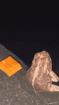 a frog is laying on the ground next to a piece of orange cheese .