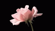 Love You Rose GIF - Love You Rose P Ink Rose GIFs