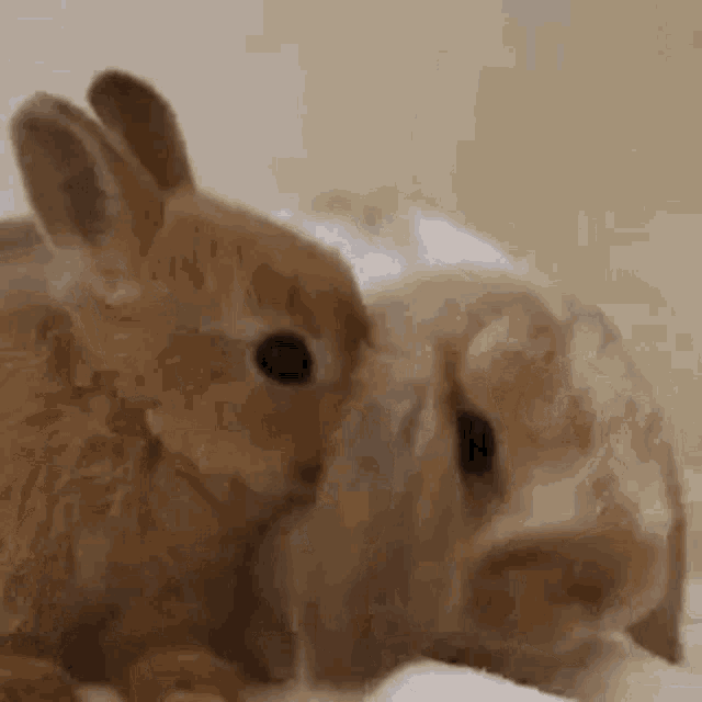 Rabbit GIF