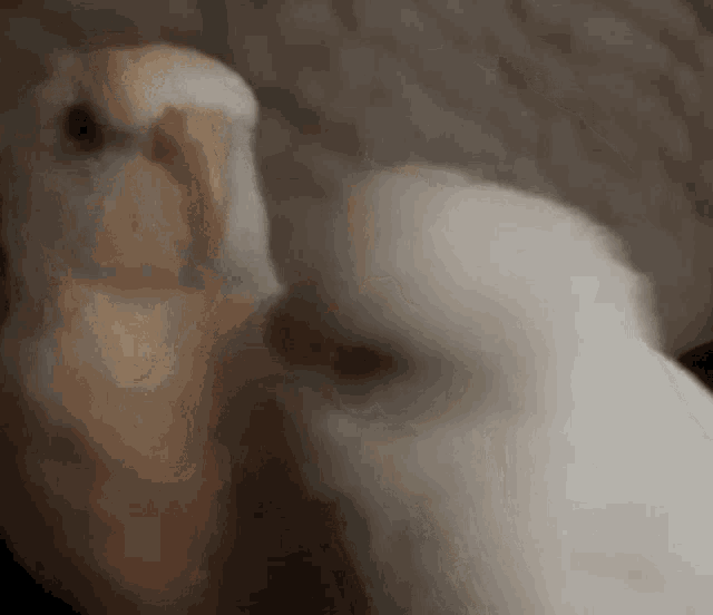 two white birds are sitting next to each other on a couch and looking at each other .