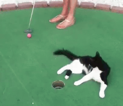 Cat Interference - Golf GIF - Golf Cat Cat Interference GIFs