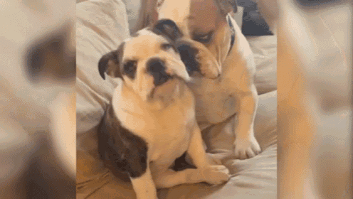 These Bitches Ain'T Loyal GIF - Dog Kisses Denied GIFs