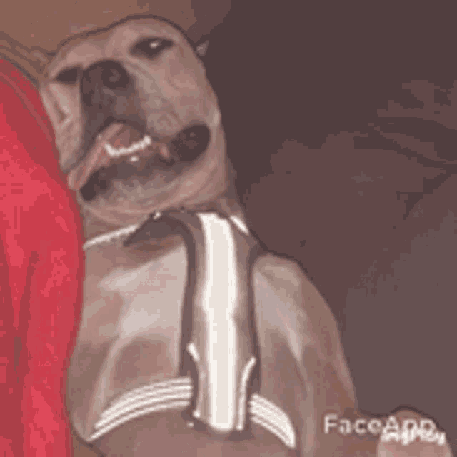 a dog wearing a harness is laying on a person 's lap