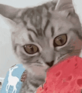 a cat is chewing on a piece of watermelon .