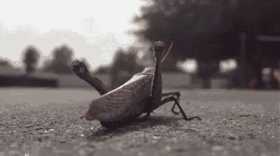 a praying mantis is crawling on the ground on the street .