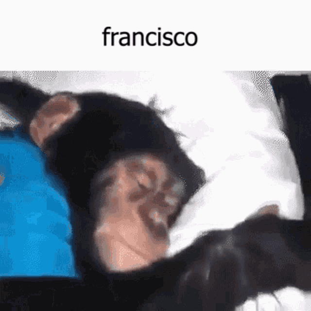 Francisco Acorda Francisco GIF - Francisco Acorda Francisco Monkey GIFs