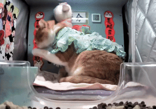 Ms Dress Ms Dress Cat GIF - Ms Dress Ms Dress Cat Cute Cat GIFs