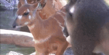 a group of deer are standing next to each other looking at the camera .