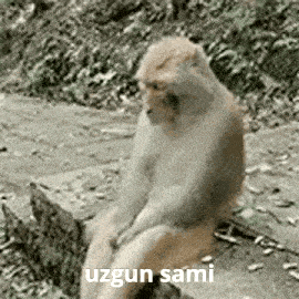 a monkey is sitting on top of another monkey with the words uzun sami written on the bottom