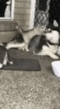 a dog and a cat are laying on the floor in a kitchen .