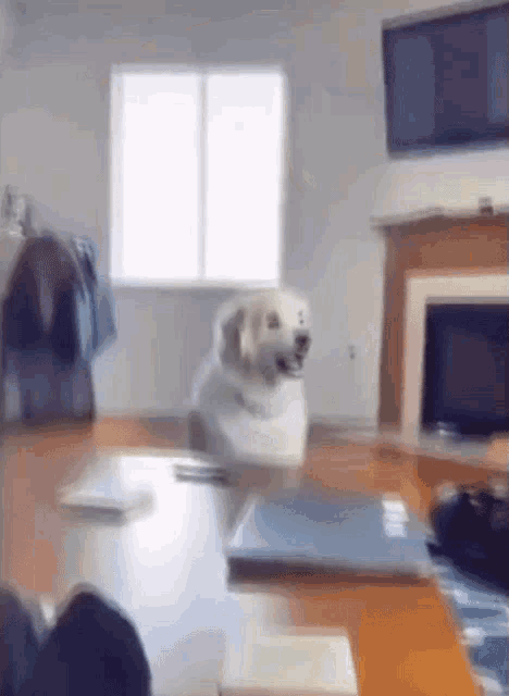 Dog Surprised GIF - Dog Surprised Shocked GIFs