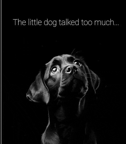 a black and white photo of a dog looking up at the sky with a quote .