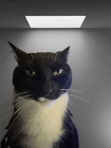 a black and white cat is looking at the camera