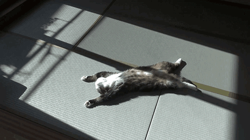 Lying In A Sunbeam GIF - Cat Kitten Cute GIFs