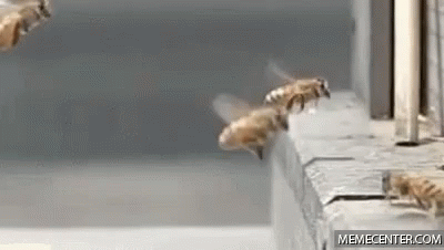 Drunk Bees Crash GIF - Bees Bee Collision Drunk GIFs