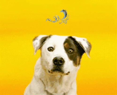 ძაღლი Dog GIF - ძაღლი Dog ღიმილი GIFs