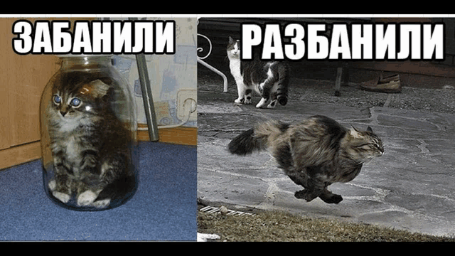 a cat in a jar next to a cat running outside