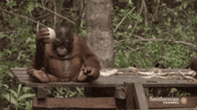 a close up of a monkey holding another monkey 's head .