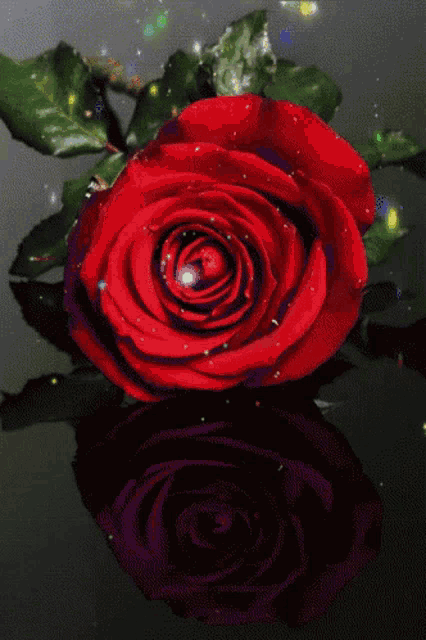a close up of a red rose with a reflection