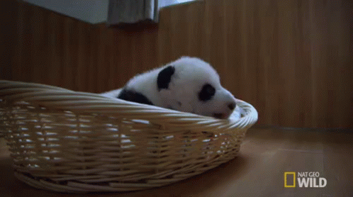 Baby Panda Nap GIF - Nat Geo Nat Geo Wild Panda Babies GIFs