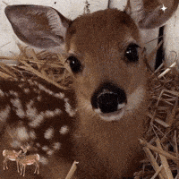 a baby deer is laying in a pile of hay looking at the camera