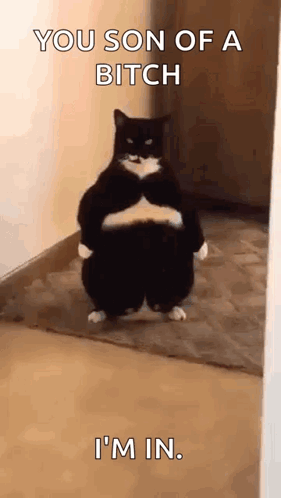 Fat Cat Laser Eyes GIF - Fat Cat Laser Eyes Angry Cat GIFs