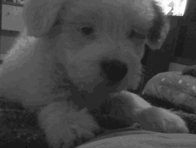 a black and white photo of a puppy laying on a bed