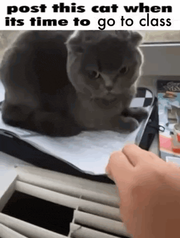 a cat is sitting on a piece of paper next to a person 's hand and looking at the camera .