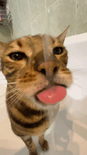 a close up of a cat licking its lips