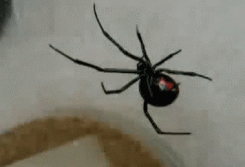 Spider Black Widow GIF