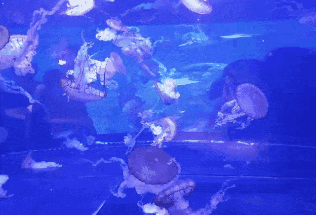 Jinny Jinnytty GIF - Jinny Jinnytty Jellyfish GIFs