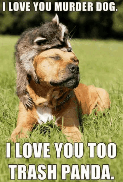 a dog wearing a raccoon hat is laying in the grass with the caption " i love you murder dog "